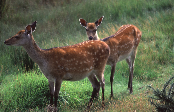 Sika Deer Juveniles.